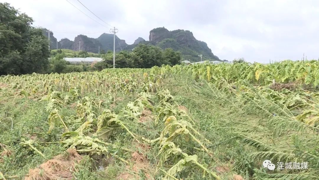 「防灾减灾」连城：指导烟农开展灾后生产自救 保险查勘理赔工作迅速展开