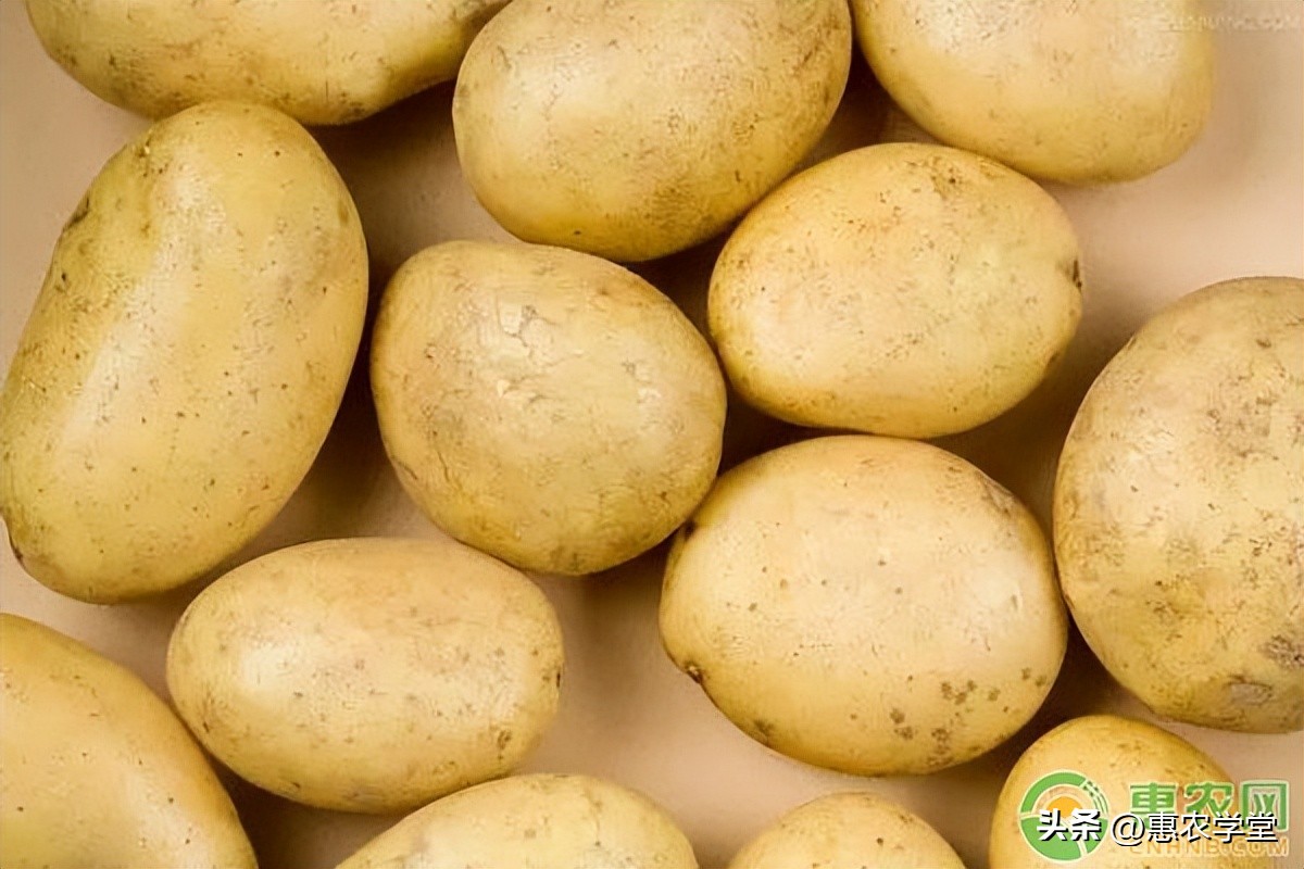 今日土豆价格多少钱一斤？土豆怎么保存不发绿不长芽？