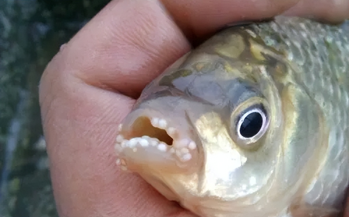 刚被孢子虫感染的鱼,其体表和吃料没有特殊的症状,只能通过镜检才能