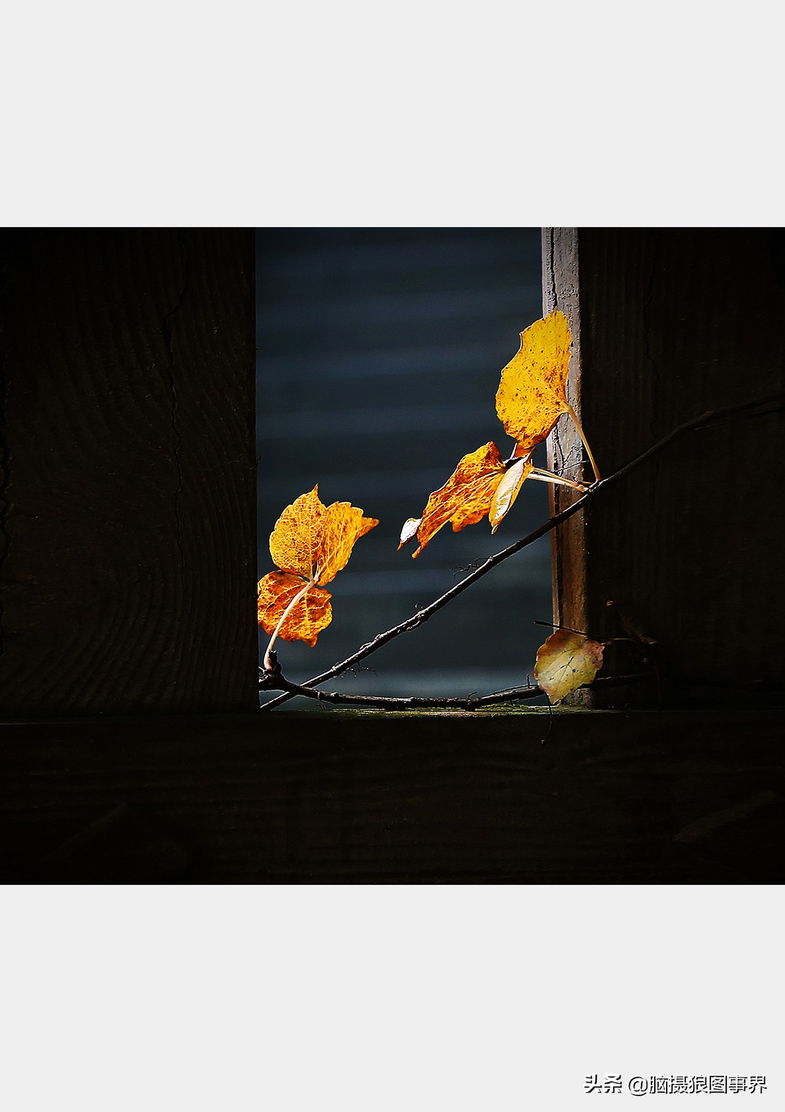 背景虚化(摄影技巧:镜头光圈较小,能否拍出背景虚化效果较好的照片?