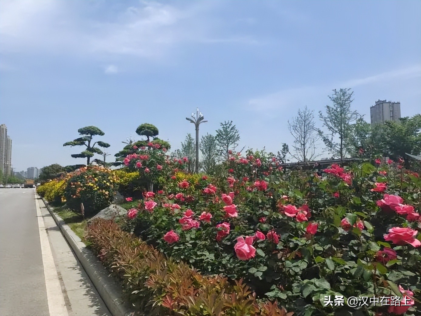 漢中濱江新區(qū)金牛路——“月季大道”上線了