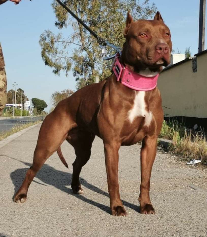 杜高犬价格比特犬vs杜高犬