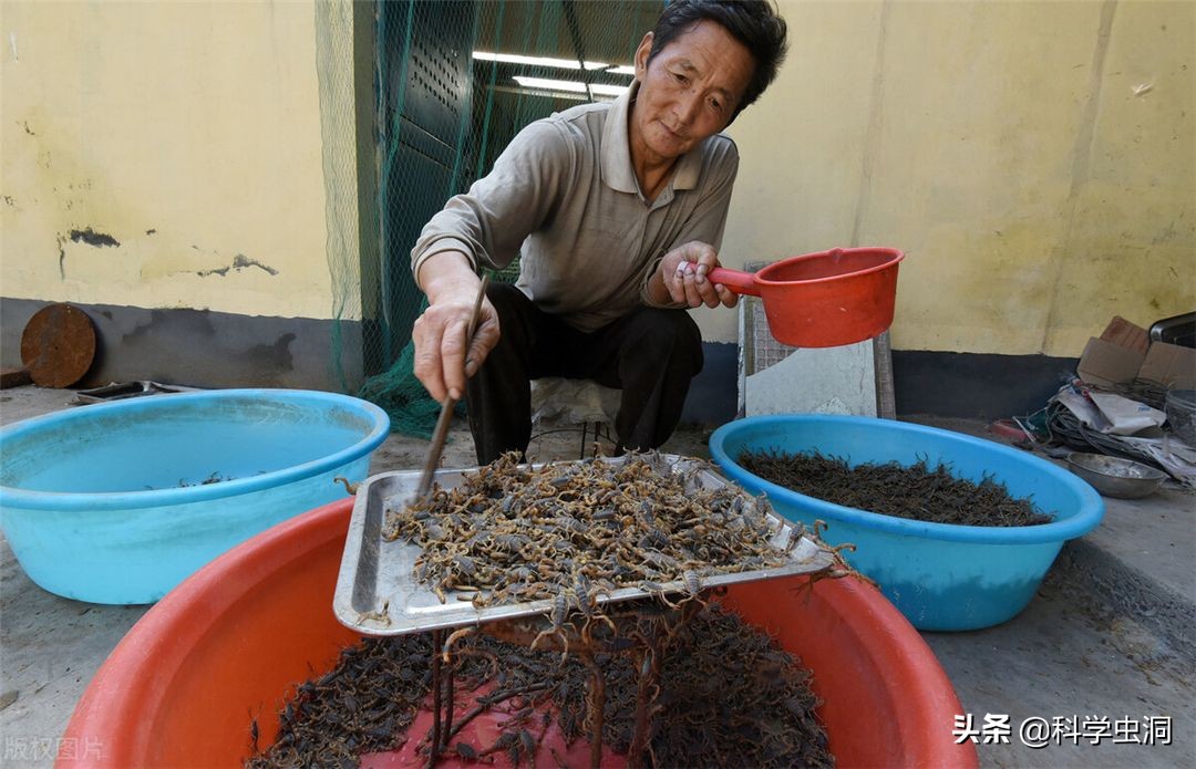 疯狂！每年吃掉100吨蝎子，多地无蝎可捉，暴利下暗藏多少隐忧？