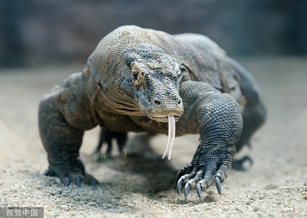 ӡýּϡжϼᣬӡ4ӱ