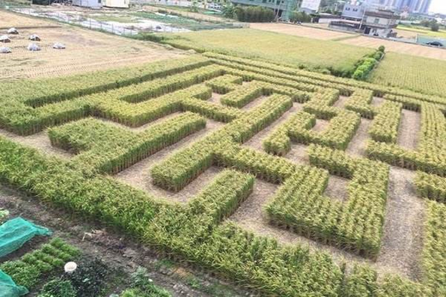 种植一次能够重复收割15年，亩产30吨，种巨菌草真的能赚钱吗？