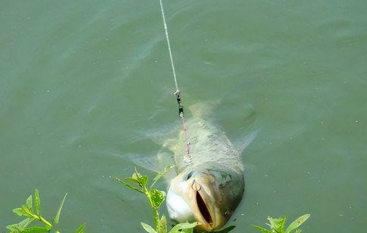 技巧三:钩距不宜过大钓鲢鳙切记钩距不能太大,一般2-3个钩长是最佳的