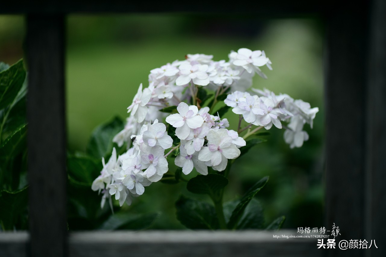 白色绣球花图片(冬日里依旧盛开的大花绣球，白色天使 - 园丁)