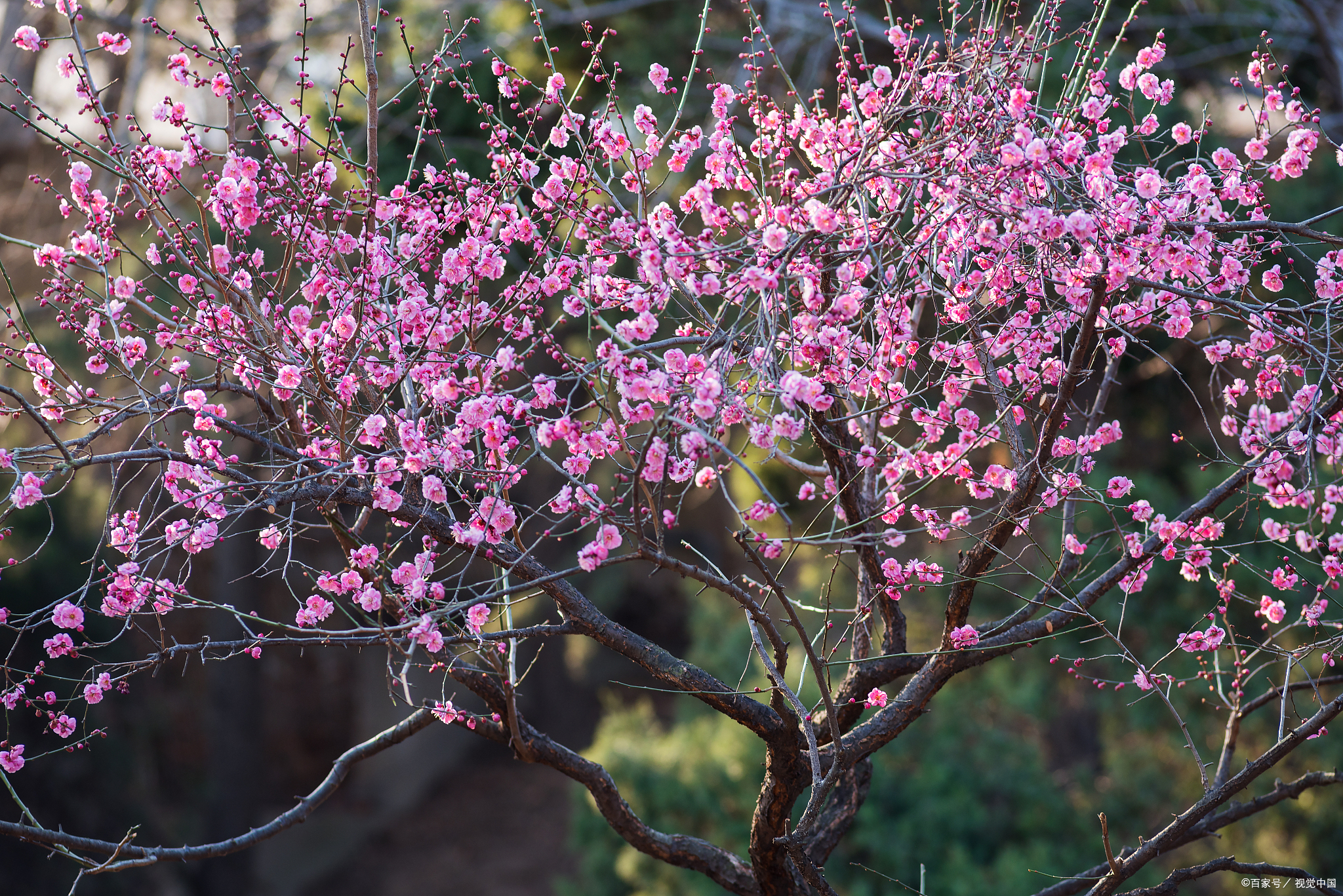当唐诗宋词遇上春日美景,一起感受春天里的诗意美景