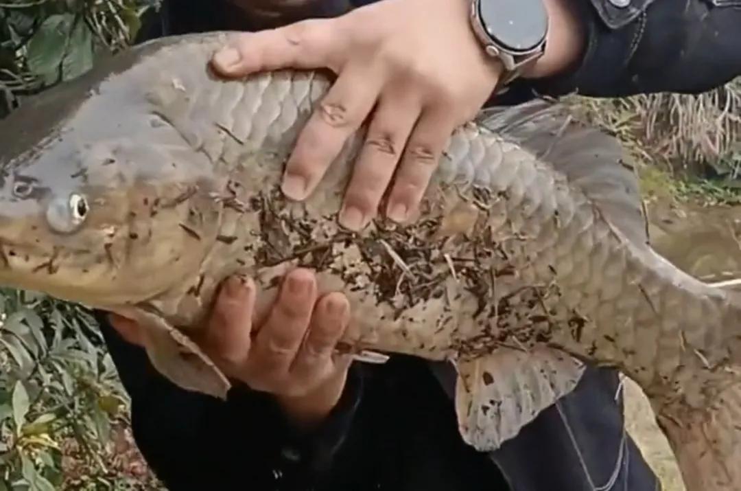 湖南长沙钓鱼人钓到8斤重的“大鲤鱼”，鉴别后发现是鲫鱼
