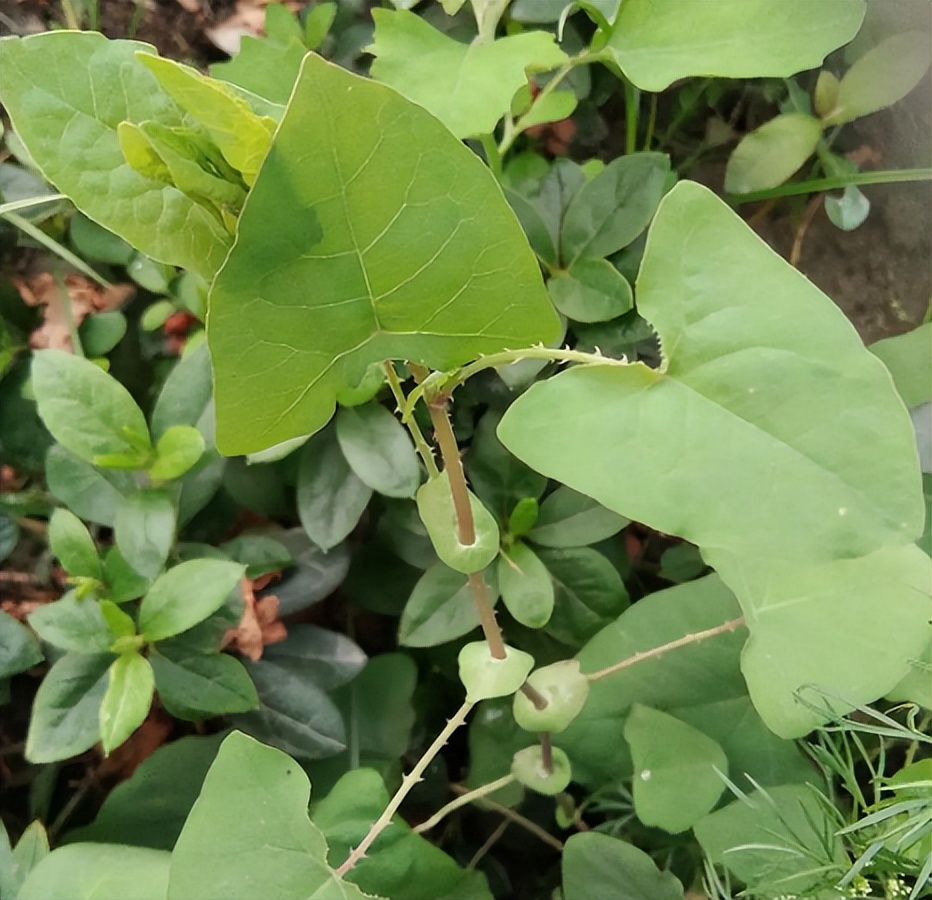 蛇不见草药图片(俗称) - 赤虎壹号