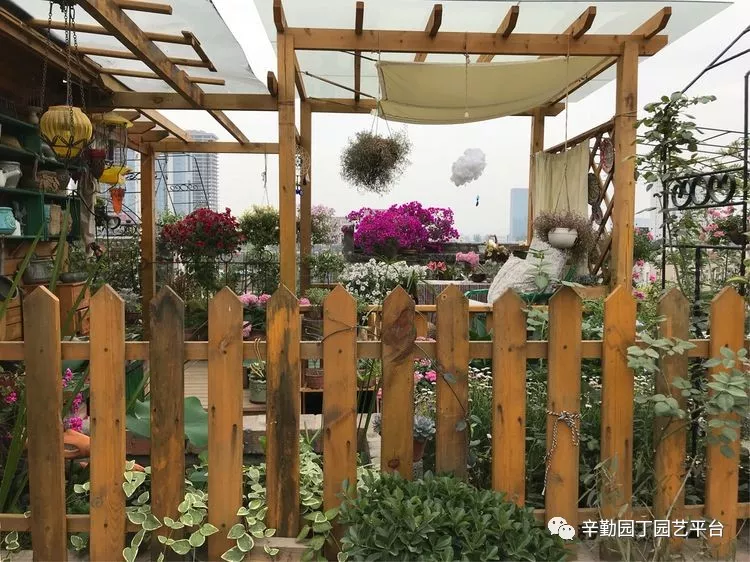 园丁奖花园组《002号》不离不弃,芳龄永继