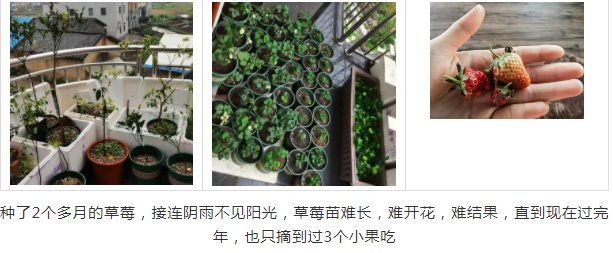 新梢、花蕾需要多少氮磷钾?微量元素?连续阴雨天,开花壮花难