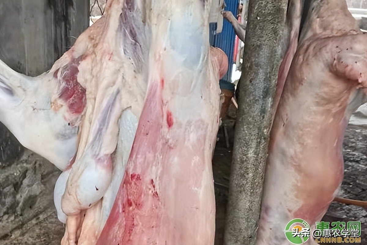 2023羊肉價格最新多少錢一斤？