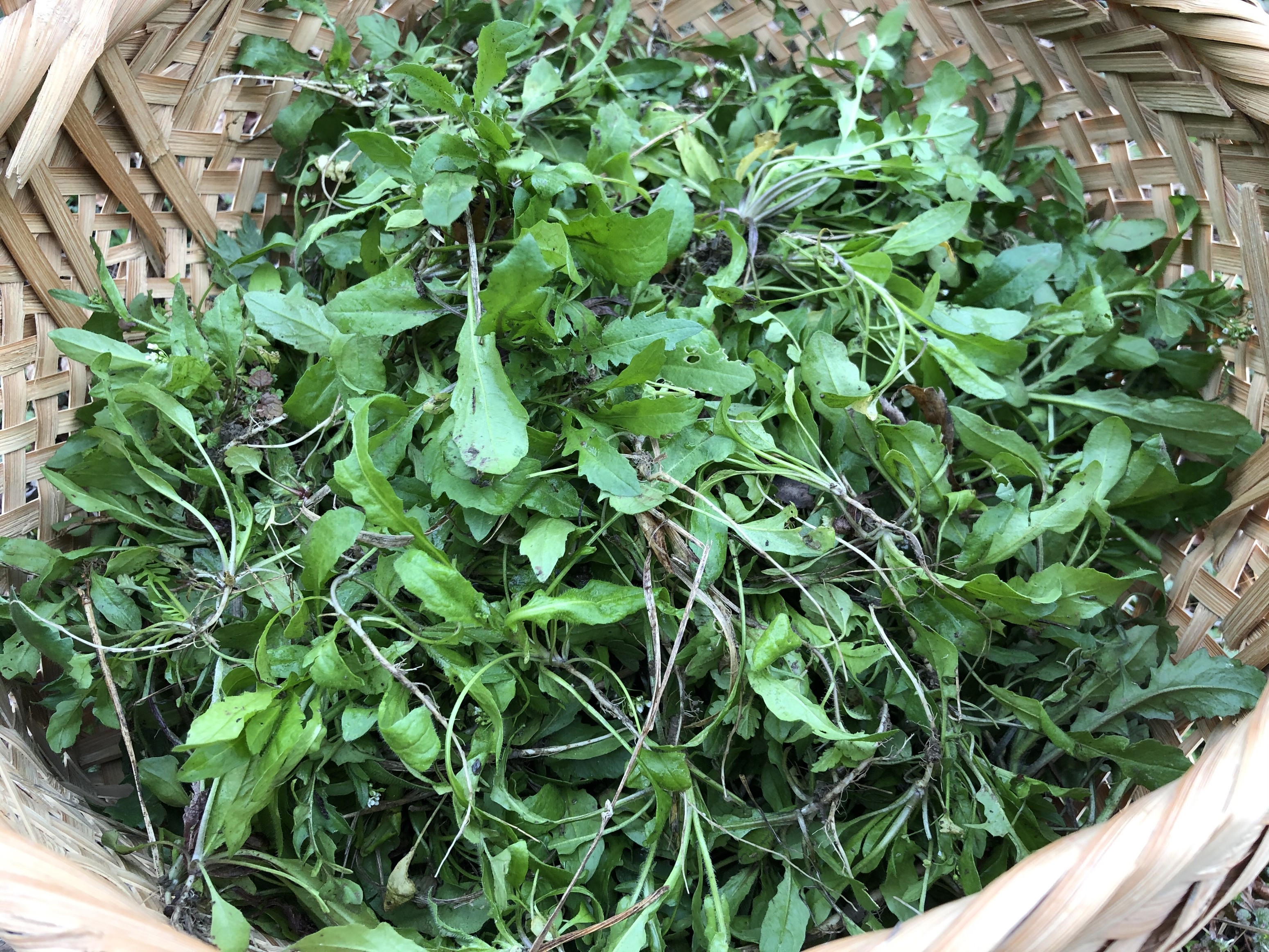 农村公认最好吃的8种野菜,绿茵遍野,营养丰富,你认识几种呢?