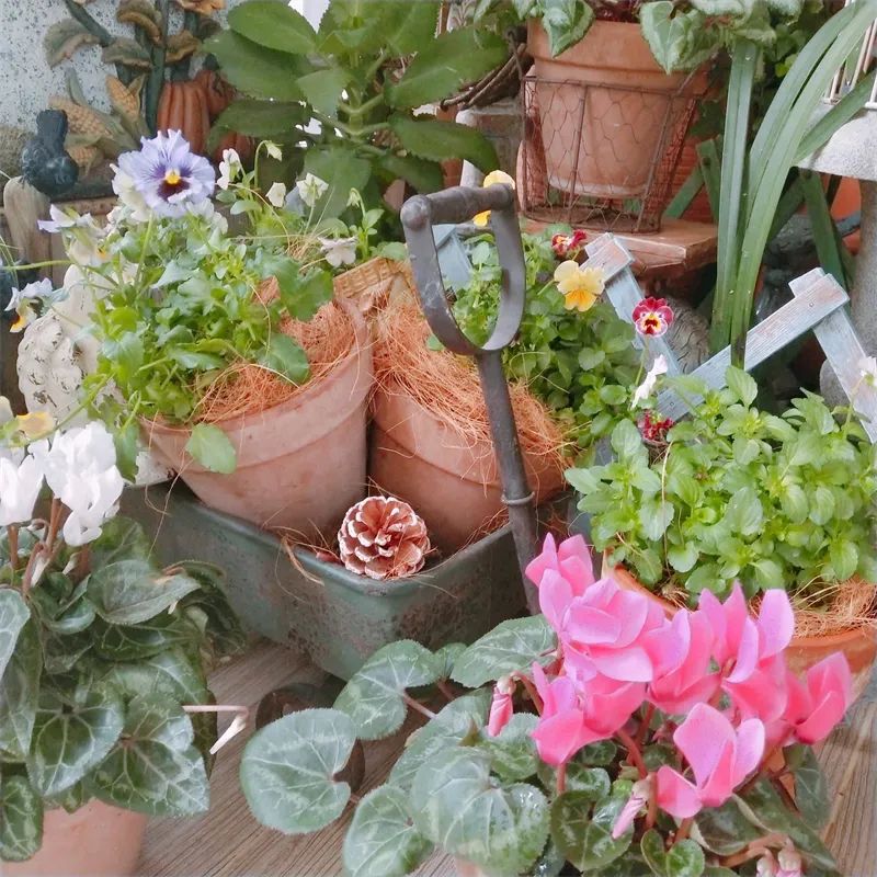 阳台花园，在这个面积不大的地方造梦，美了岁月，醉了时光