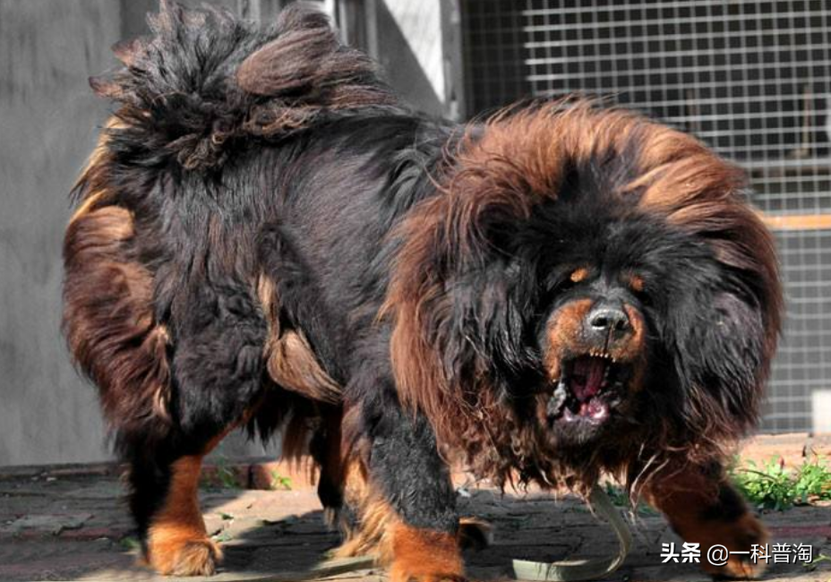 世界上最凶猛的十大恶犬,日本土佐上榜,藏獒只能屈居第二