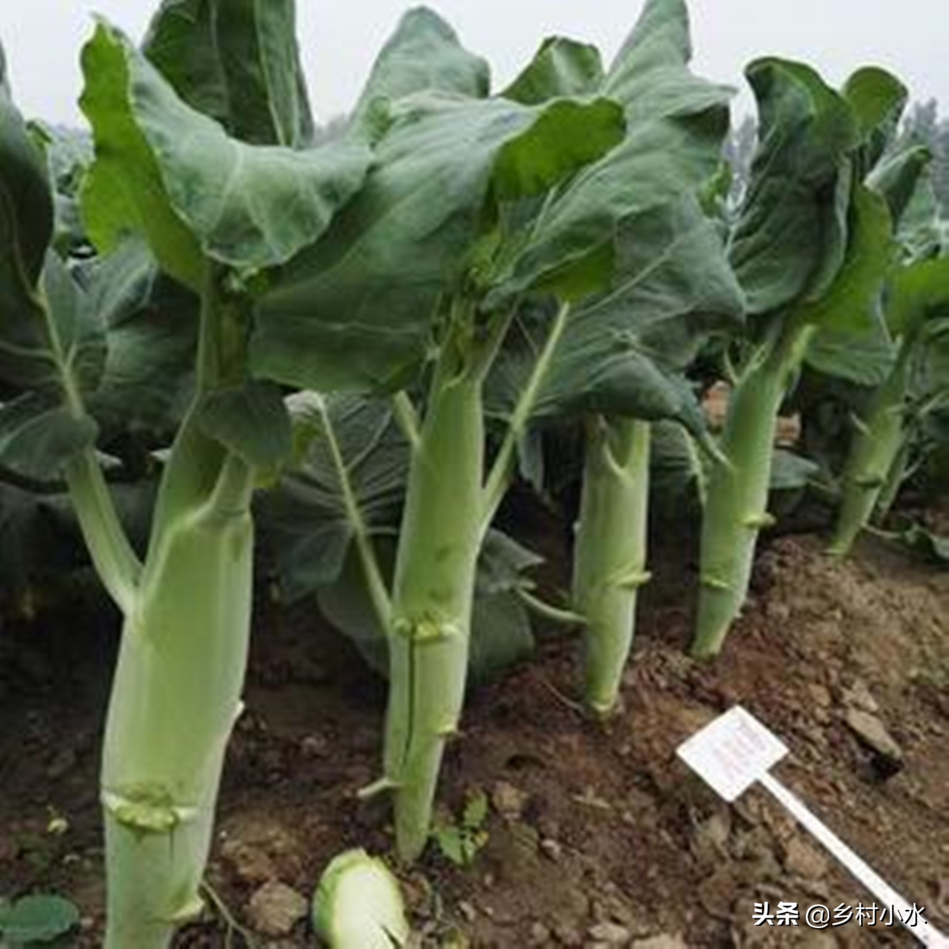 芥蓝菜的图片(图文讲解芥蓝菜的真正样子)