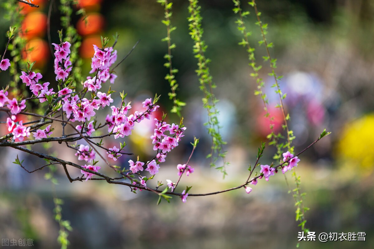 ​仲春春半美诗五首：却忆南园春半夜，荠花如雪草初深