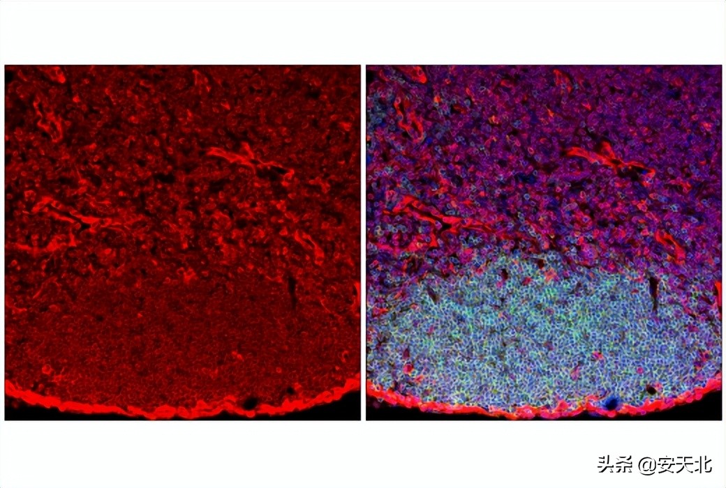 6月上市的经严格验证的全新抗体、试剂及试剂盒-伊诺凯