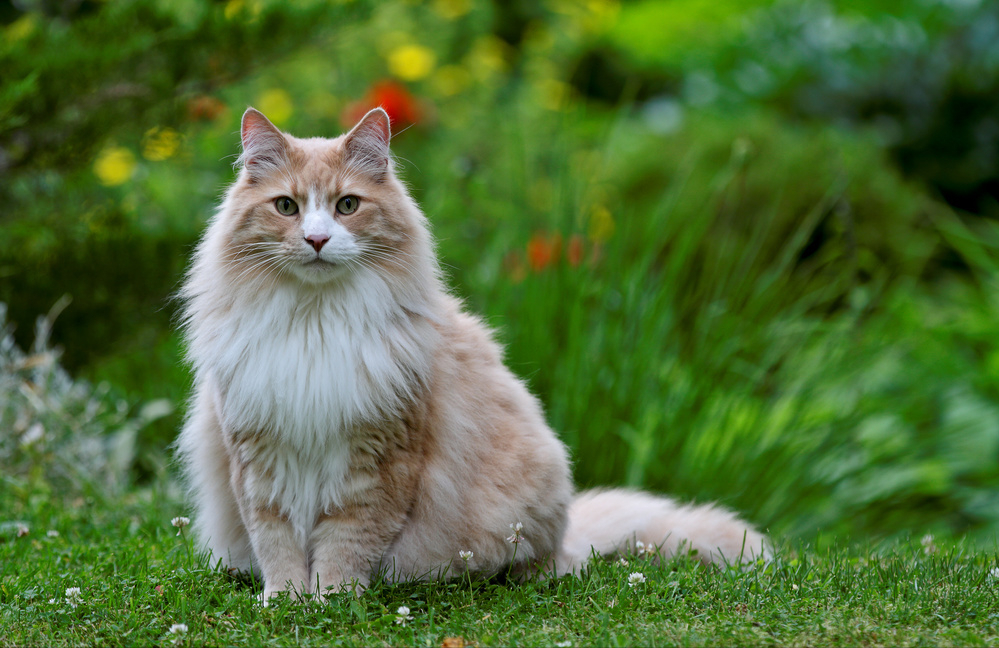 挪威森林猫真实图片