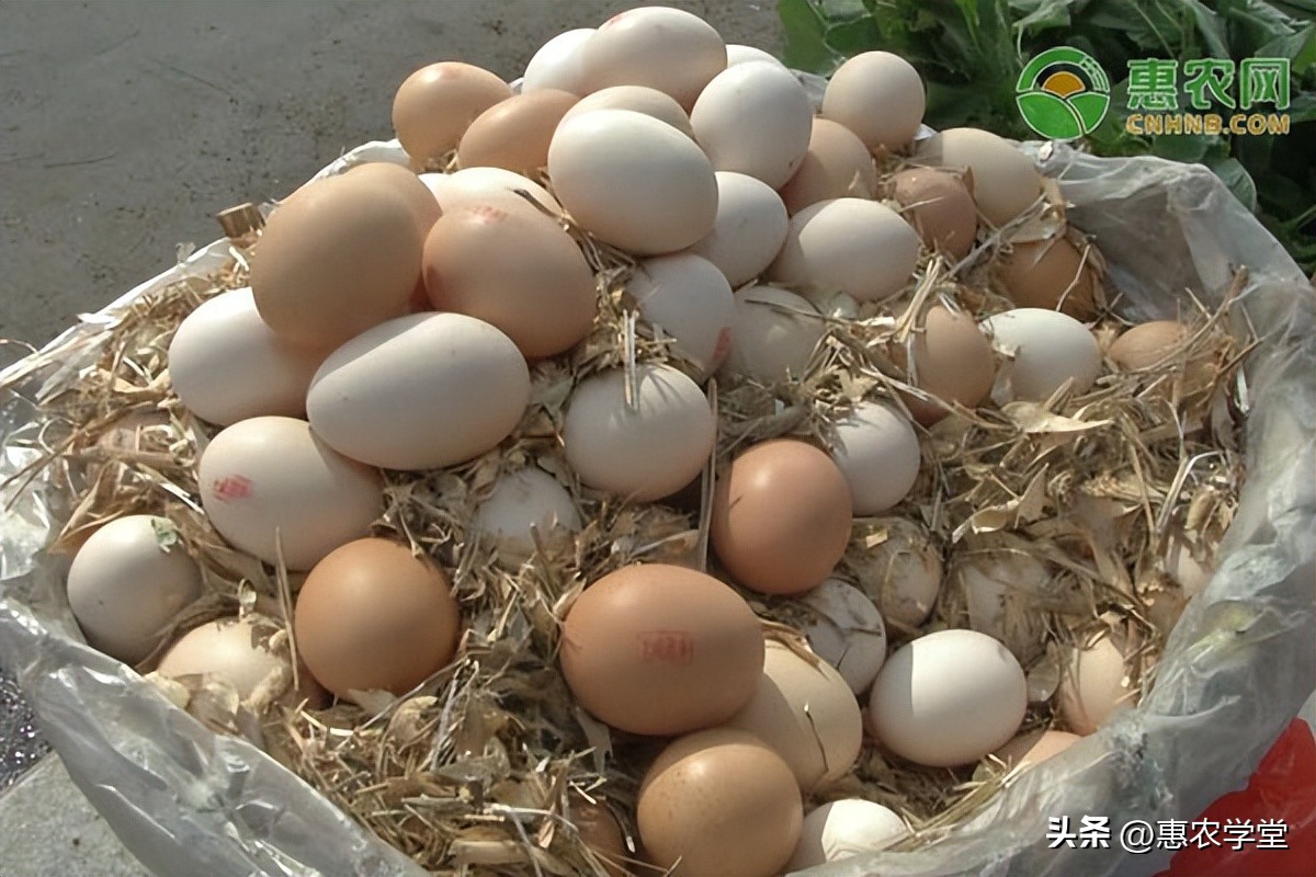 今日全国鸡蛋收购价格「今日全国鸡蛋价格」