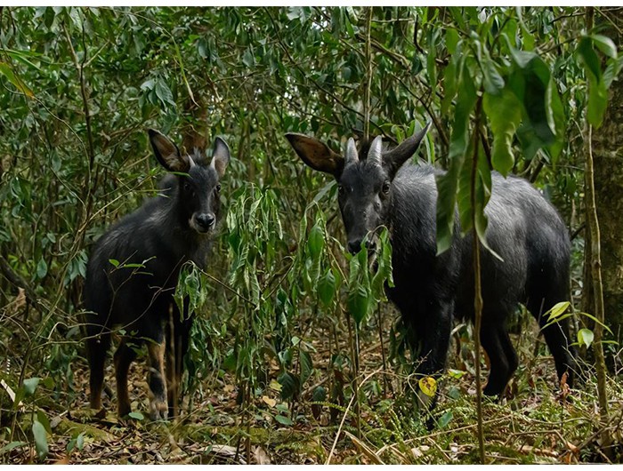 四不像是什么(管家管婆四不像今晚四不像是什么) - 风集网