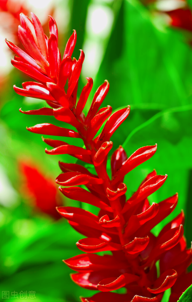 洋葱花图片(一花一世界) - 赤虎壹号