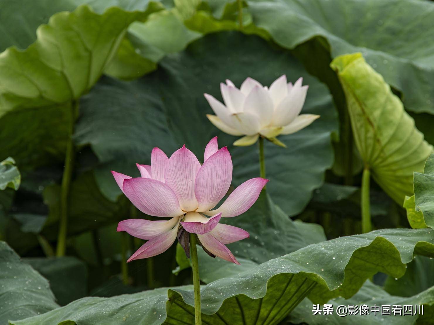 仁寿方家：映日荷花别样红