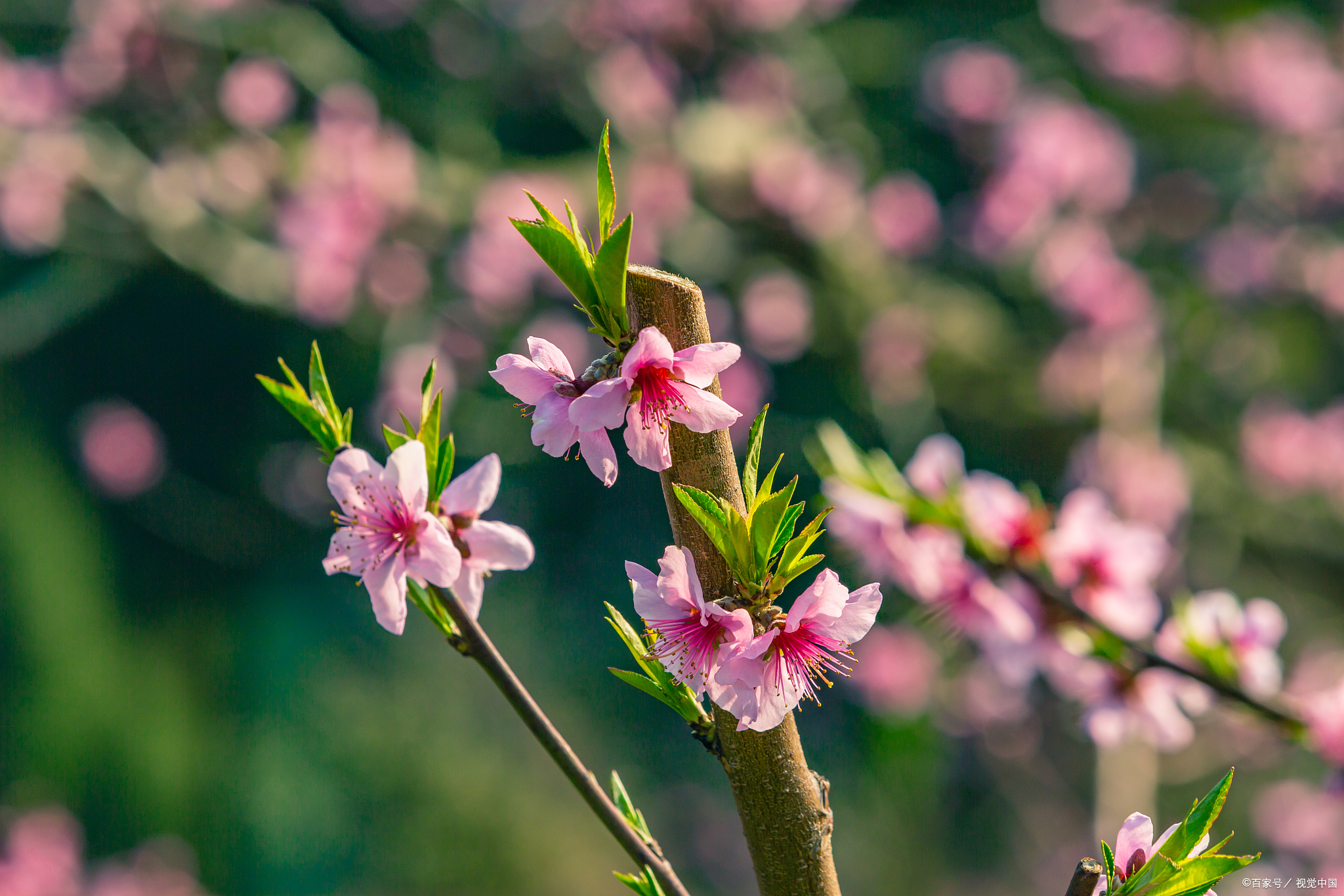 唐代·劉禹錫的《竹枝詞·山桃紅花滿上頭》春暖花開的好時節