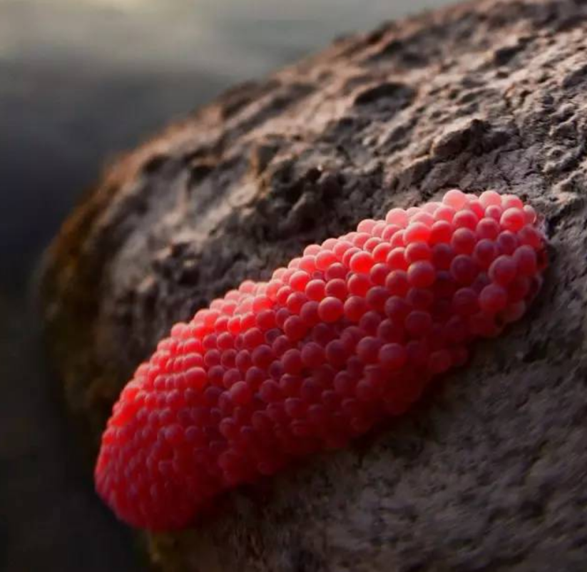 福寿螺体内寄生虫多达6000条,纹织螺比它还可怕