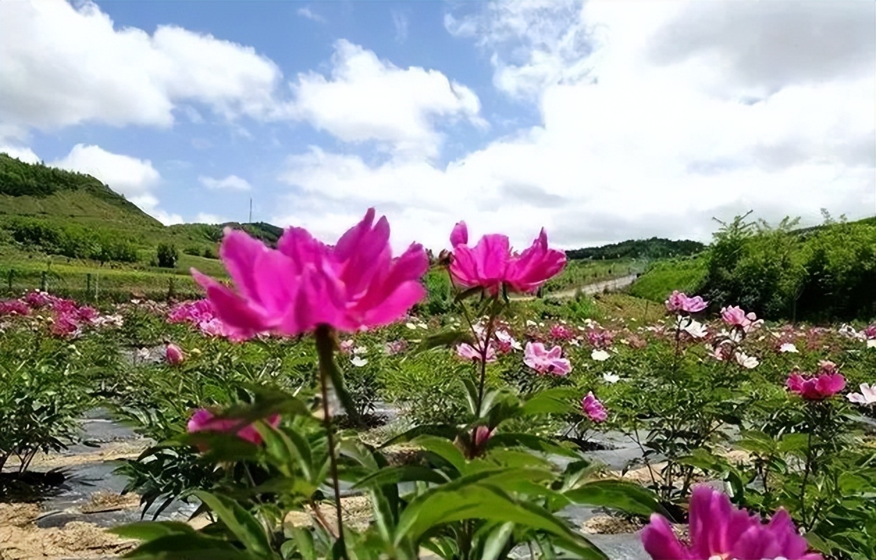 大美秦州五月天 田園風光似畫卷