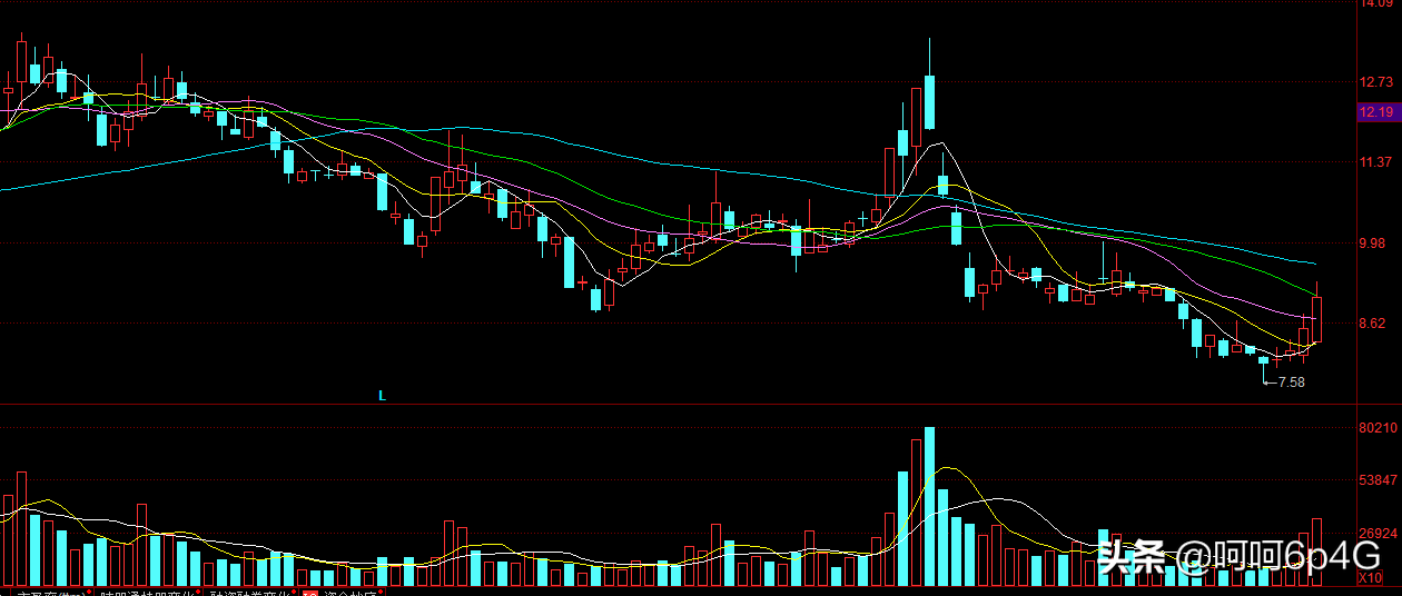 002762——金发拉比