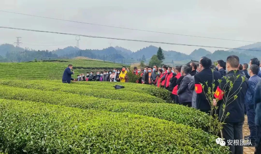 种植合作社对茶农绿色生产行为的影响