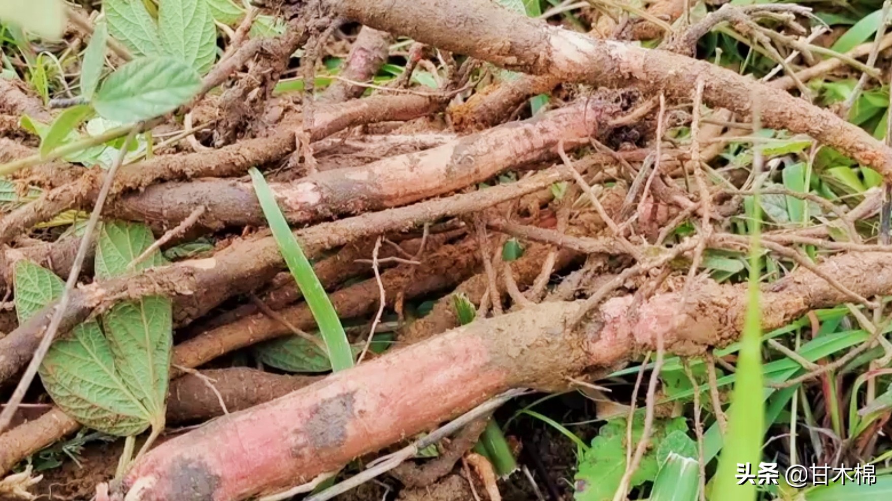 現在野生的比較少見了,它的別名叫大力薯,豬腳笠,山蓮藕,金鐘根,含有