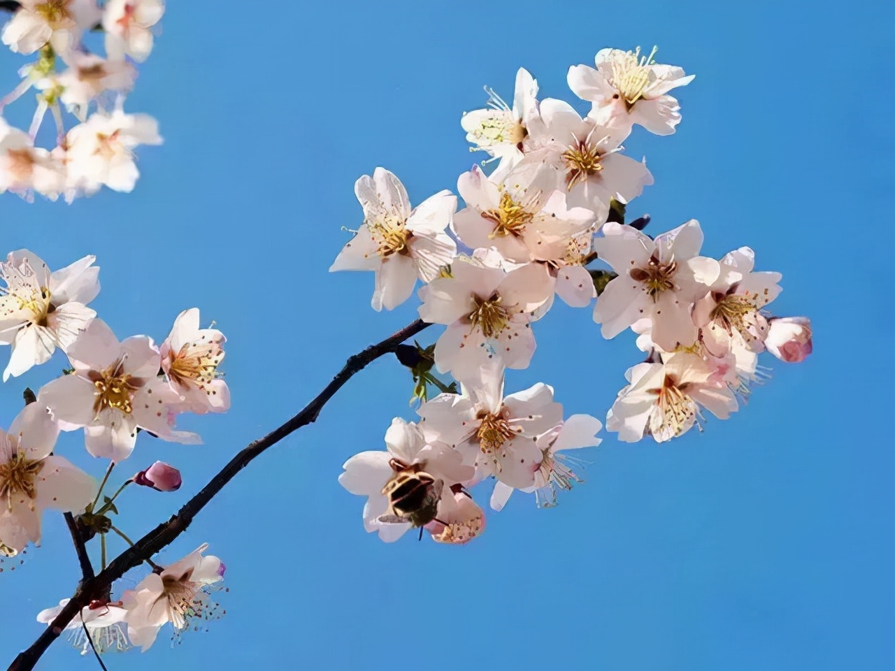 又到了樱梅桃李梨杏海棠……盛开的季节！脸盲吗？看这个