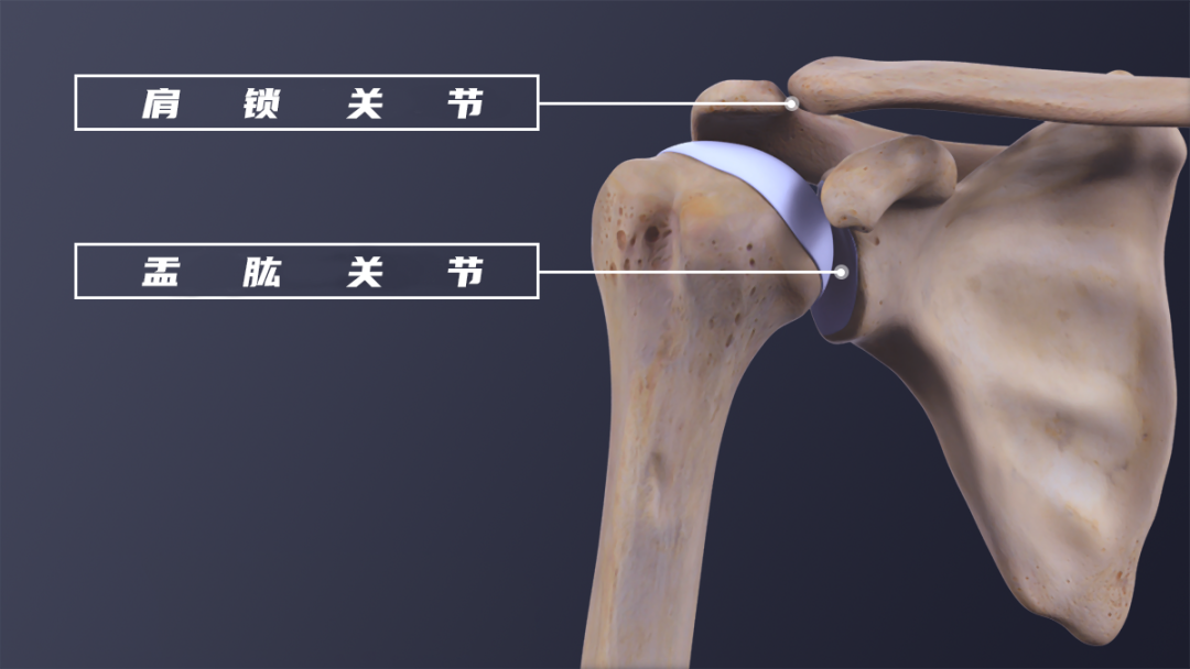 肩关节盂空虚图片