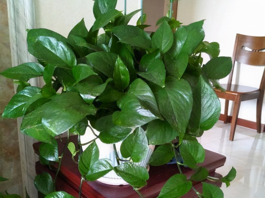 家里光照不足，建议养这10种“耐阴花”，有点散光就能长得很美