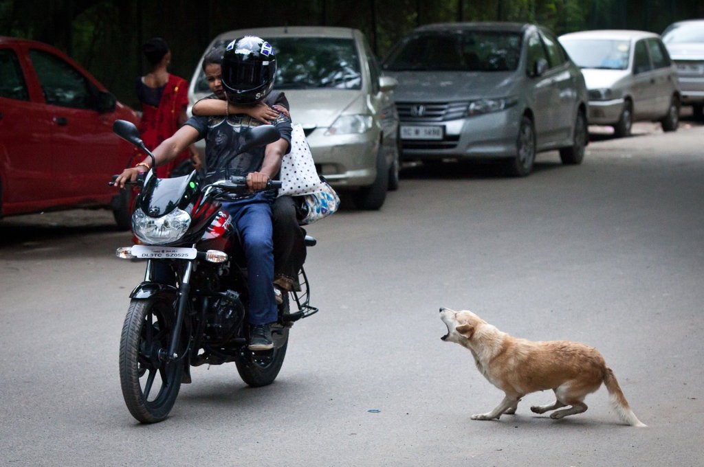 中国狂犬病防治真的走错路了？疫苗到底该给人打，还是给狗打？