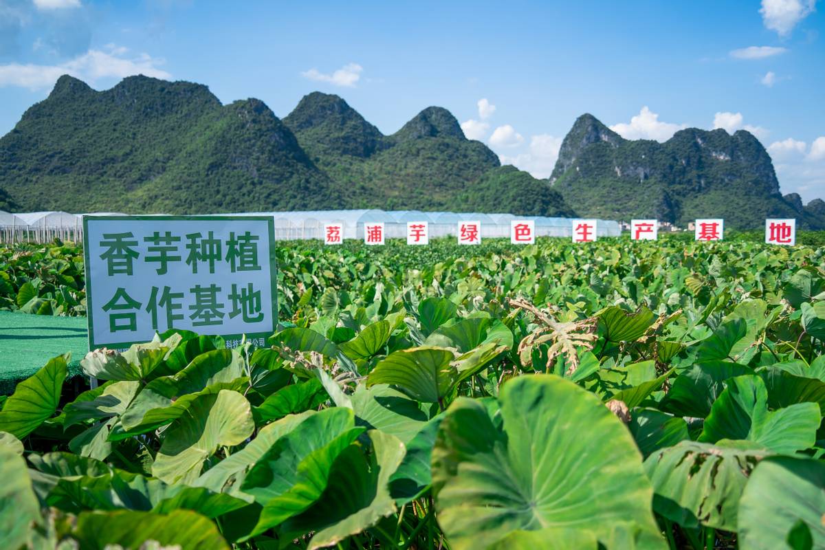 告別30元，喜茶全面下調(diào)飲品價格且宣布今年不漲價