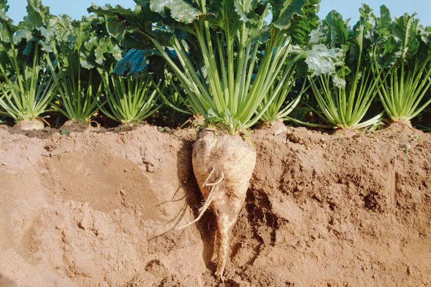 牛蒡根的功效与作用 牛蒡长什么样子图片-佳迪双