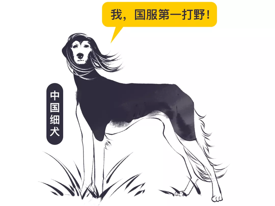 没错,哮天犬正是一条纯白色的中国细犬