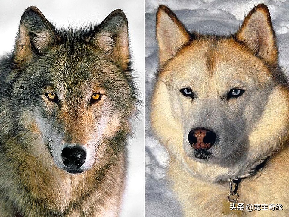 狗和狼有多大区别。
