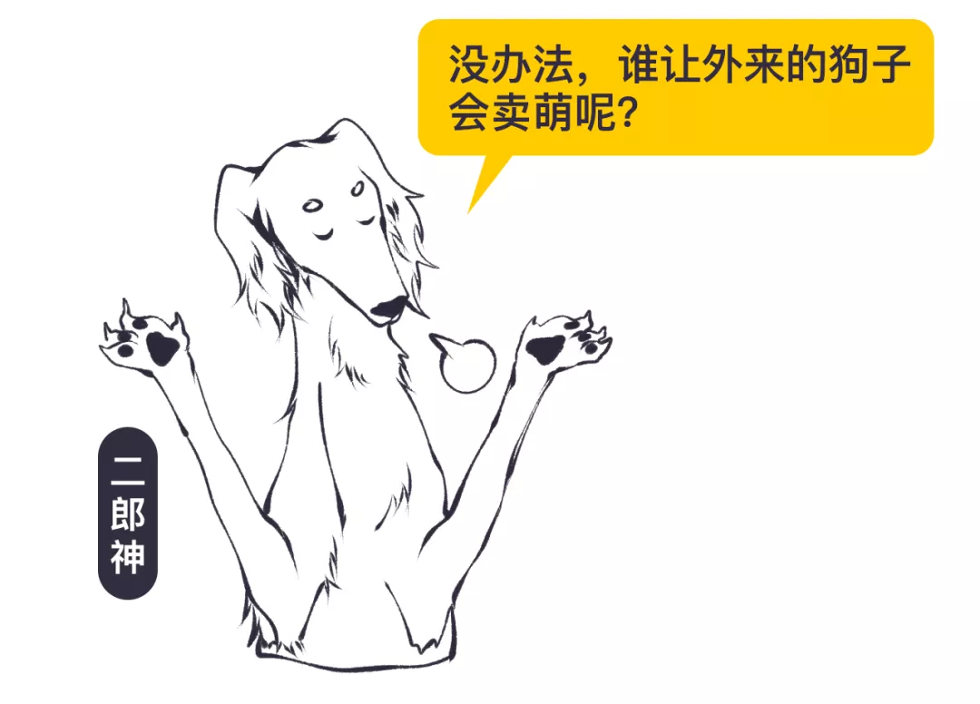 没错,哮天犬正是一条纯白色的中国细犬