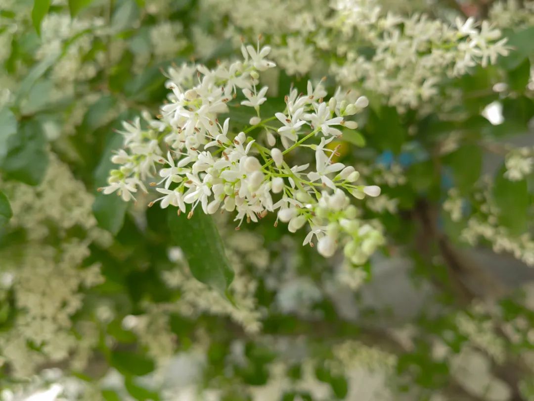 小蜡树(小蜡，容易被认成小叶女贞的植物，花开如雪，跟蜡有啥关系？)