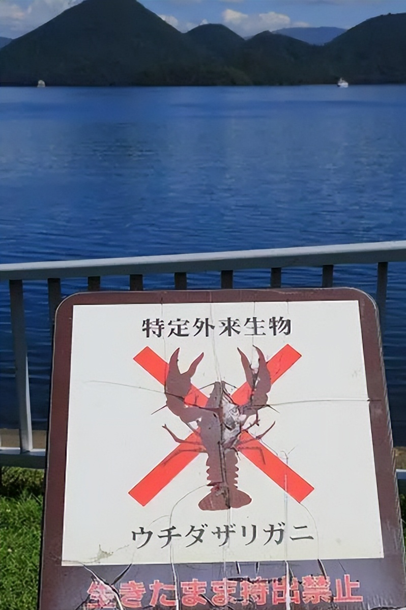 什么？日本禁售小龙虾！别调侃：我国3万亩梯田曾被小龙虾毁掉