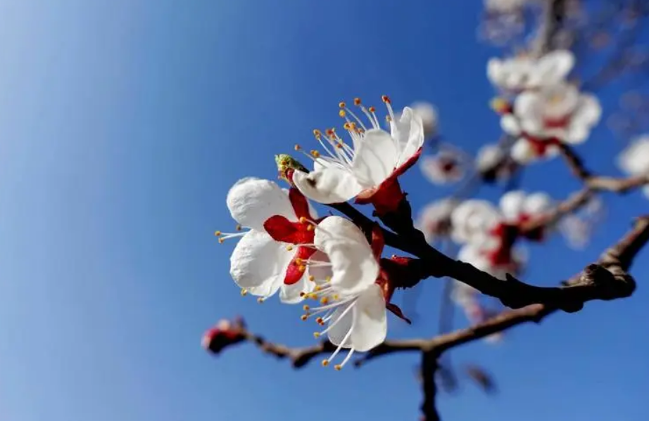 「诗词鉴赏」沾衣欲湿杏花雨，十首杏花的诗词，惊艳了整个春天