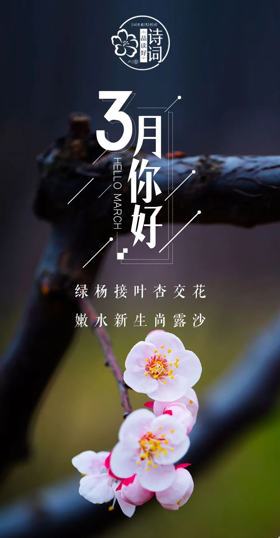 三月桃花句子图片