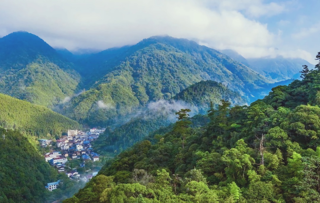 武夷山桐木关茶叶价格武夷山下的桐木村
