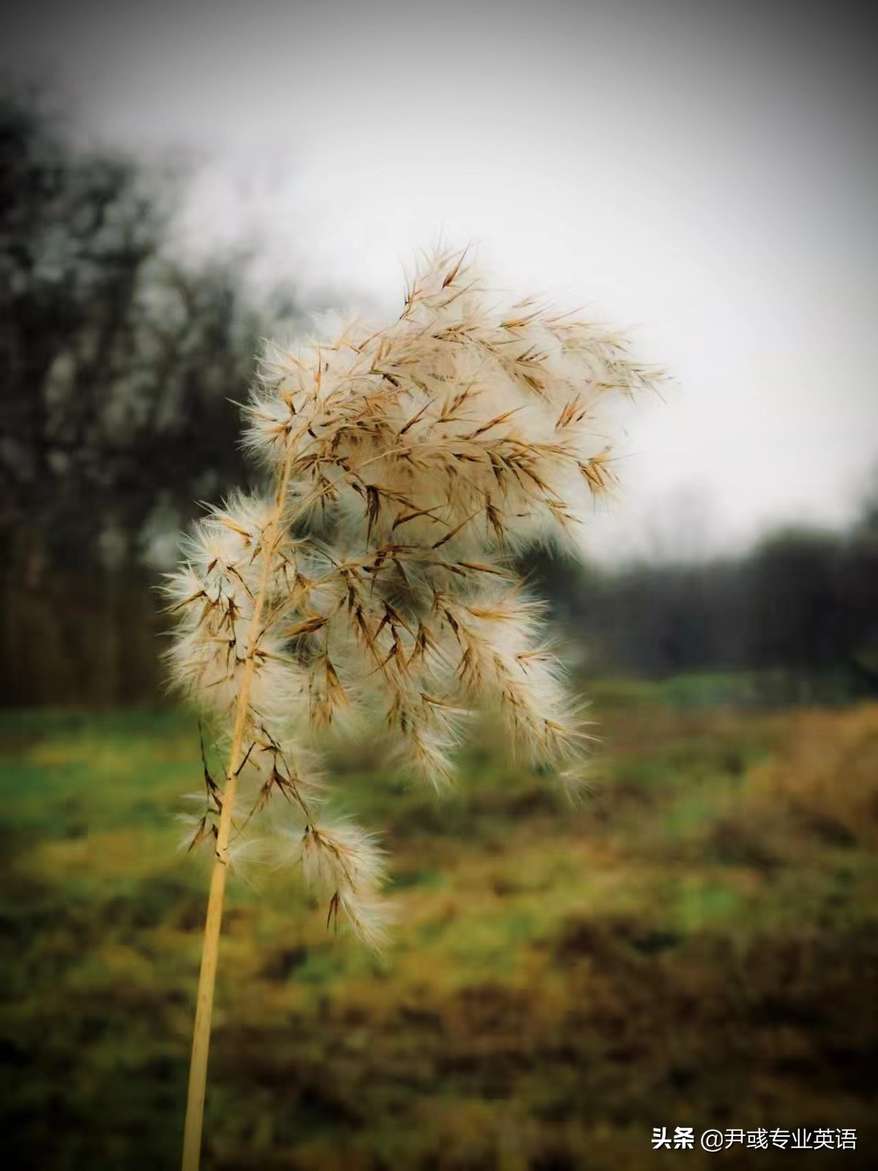 专业英语Day555丨没有几个员工明白税前收入其实不算真正的收入