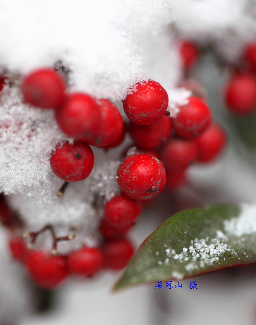 感恩大自然的馈赠“花果揪雪韵”